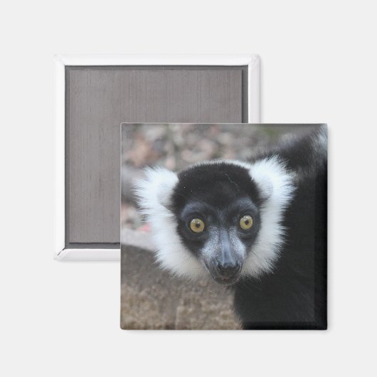 白黒のざわめきのキツネザルのクローズアップ マグネット (正面/裏面)