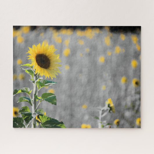 白黒のひまわり畑 ジグソーパズル (横)