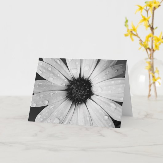 白黒のアフリカデイジー カード (黄色い花)