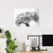 白黒のゲラニウム ポスター (ホームオフィス)