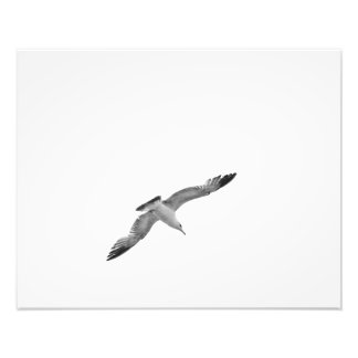 白黒のシーガル飛んでいる2枚の写真 フォトプリント           