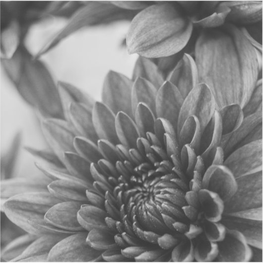 白黒のタム シール (正面)