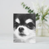 白黒のチワワ ポストカード (スタンド正面)