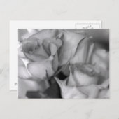 白黒のバラ ポストカード (正面/裏面)