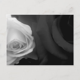 白黒のバラ ポストカード