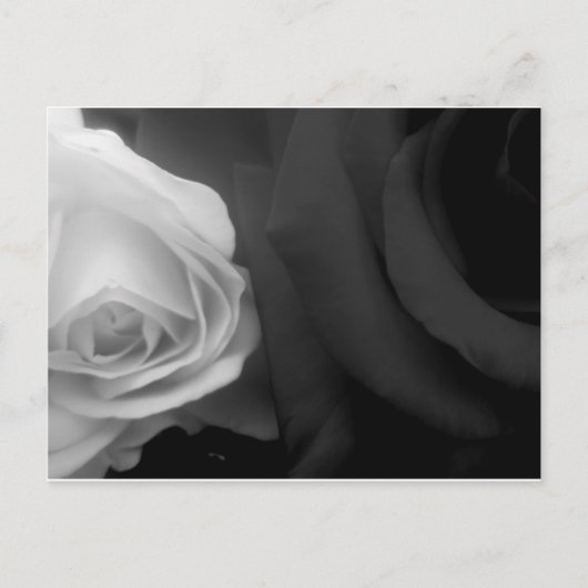 白黒のバラ ポストカード (正面)