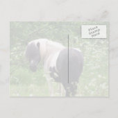 白黒のポニー絵を描、草、および野の花 ポストカード (裏面)