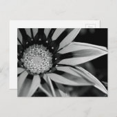 白黒のワイルドフラワーポストカード ポストカード (正面/裏面)