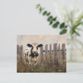 白黒の乳牛ヴィンテージスタイル ポストカード (スタンド正面)