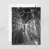 白黒の冬のワンダーランド ポストカード (正面/裏面)