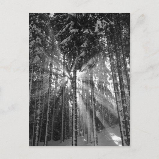 白黒の冬のワンダーランド ポストカード (正面)