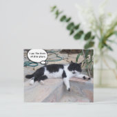 白黒の大きなトルコ猫の庭 ポストカード (スタンド正面)