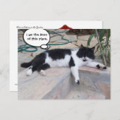 白黒の大きなトルコ猫の庭 ポストカード (正面/裏面)