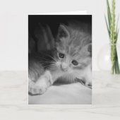 白黒の子天写真 カード (正面)