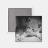 白黒の子天写真 マグネット (正面/裏面)