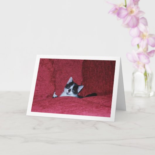 白黒の子猫ダウンソファ カード (蘭)