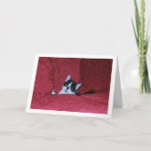 白黒の子猫ダウンソファ カード (正面)