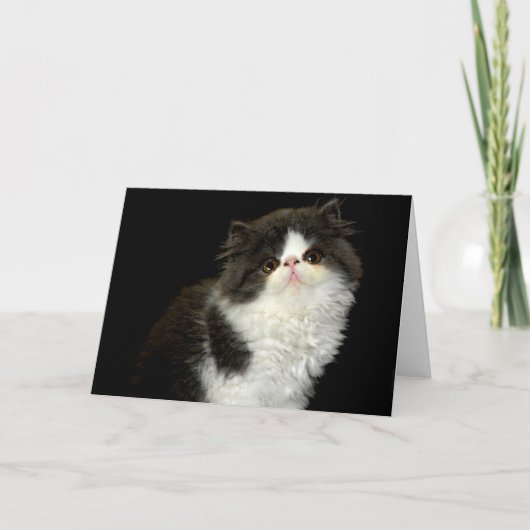 白黒の子猫 カード (正面)