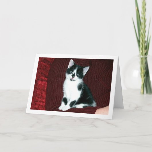 白黒の子猫 カード (正面)