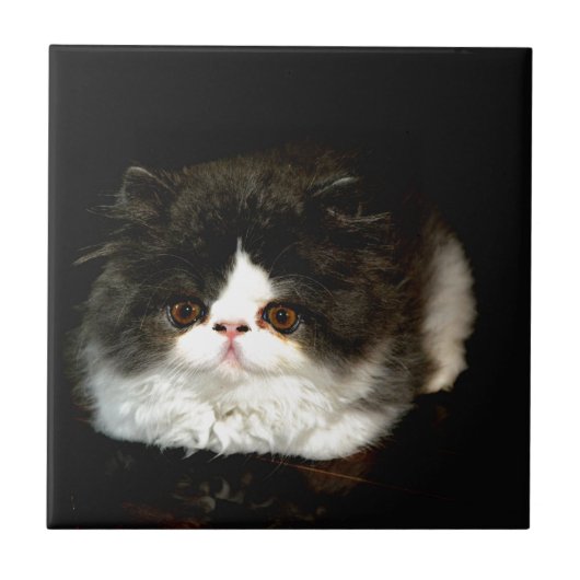 白黒の子猫 タイル (正面)