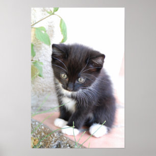 白黒の子猫 ポスター