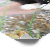 白黒の子猫 ポスター (角)