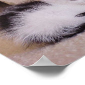 白黒の子猫 ポスター (角)