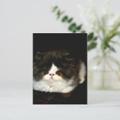 白黒の子猫 ポストカード (スタンド正面)