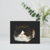 白黒の子猫 ポストカード (スタンド正面)