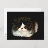 白黒の子猫 ポストカード (正面/裏面)