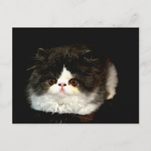 白黒の子猫 ポストカード (正面)
