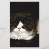 白黒の子猫 便箋 (正面)