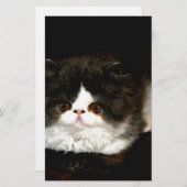 白黒の子猫 便箋 (正面/裏面)