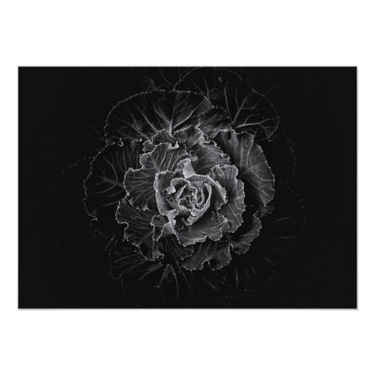 白黒の庭の花 No 100 フォトプリント (正面)
