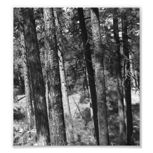 白黒の木々のまわりに全て フォトプリント            (正面)