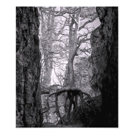白黒の木の写真 フォトプリント            (正面)