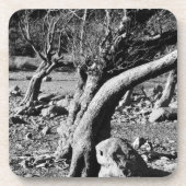 白黒の木 コースター (正面)