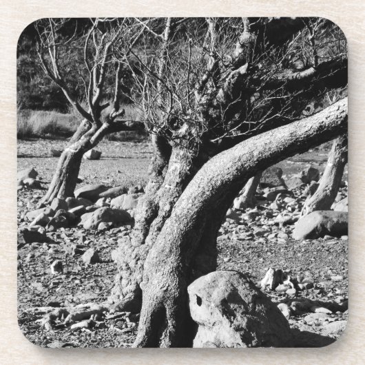 白黒の木 コースター (正面)