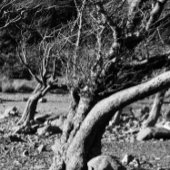 白黒の木 コーヒーマグカップ