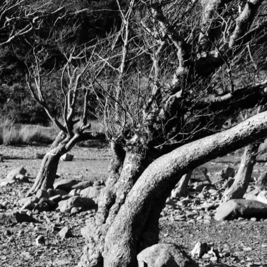 白黒の木 コーヒーマグカップ