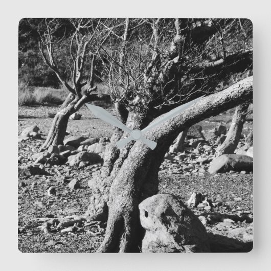 白黒の木 スクエア壁時計 (正面)