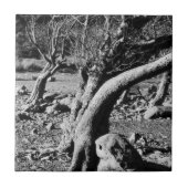 白黒の木 タイル (正面)