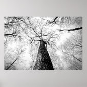 白黒の木 ポスター (正面)