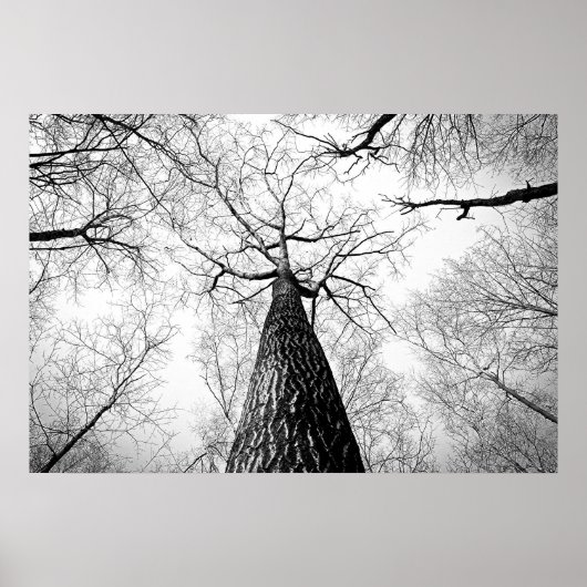 白黒の木 ポスター (正面)