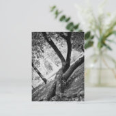 白黒の木 ポストカード (スタンド正面)