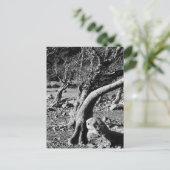 白黒の木 ポストカード (スタンド正面)