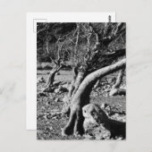 白黒の木 ポストカード (正面/裏面)