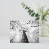 白黒の木 ポストカード (スタンド正面)