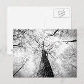 白黒の木 ポストカード (正面/裏面)
