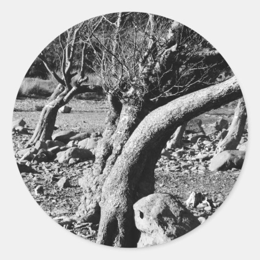 白黒の木 ラウンドシール (正面)